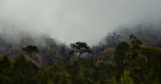 Chinese Herbal Medicine